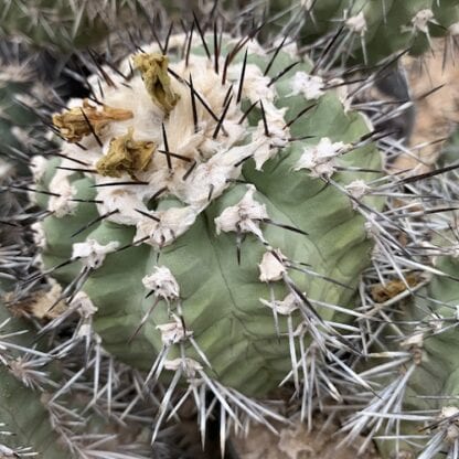 Copiapoa montana cactus shown in pot