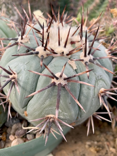 Echinocactus horizonthalonius cactus shown in pot