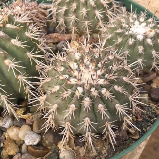 Neoporteria islayensis cactus shown in pot