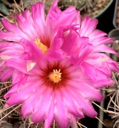 Thelocactus bicolor cactus shown flowering