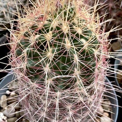 Thelocactus bicolor cactus shown in pot