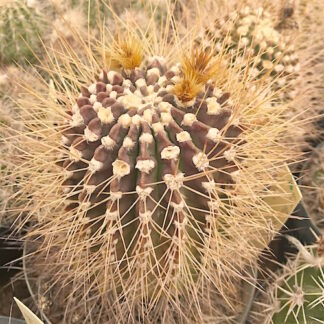 Acanthocalycium spiniflorum cactus shown flowering