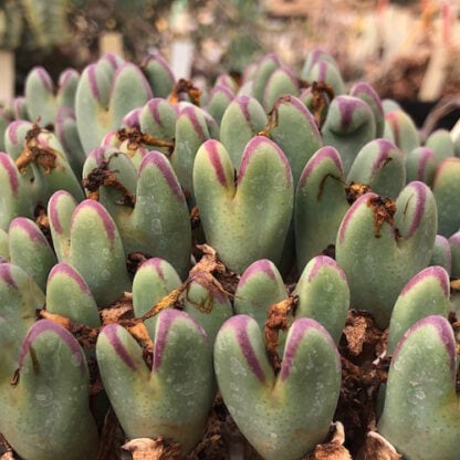 Conophytum frutescens mesemb shown in pot