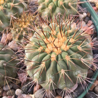 Copiapoa haseltoniana cactus shown in pot