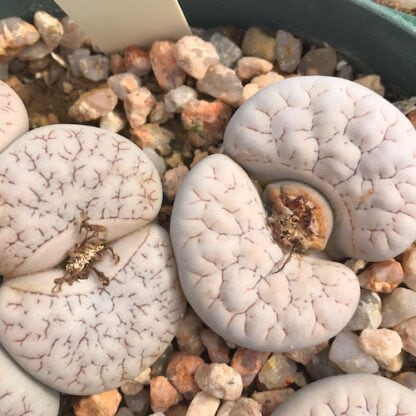 Lithops gracilidelineata mesemb shown in pot