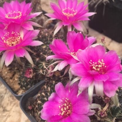 Lobivia tiegeliana cactus shown flowering