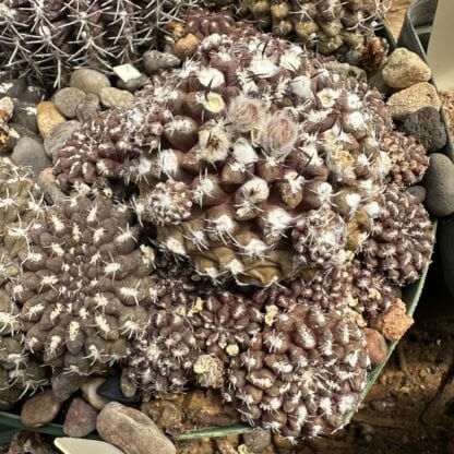 Neoporteria reichei cactus shown in pot