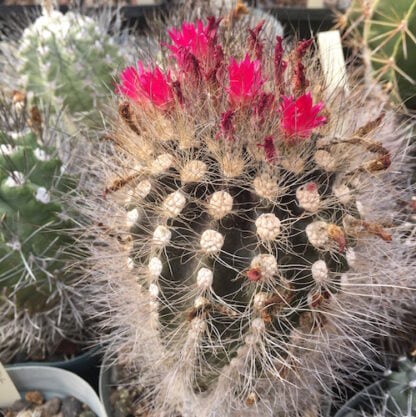 Neoporteria villosa cactus shown flowering