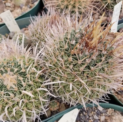 Stenocactus erectocentrus cactus shown flowering