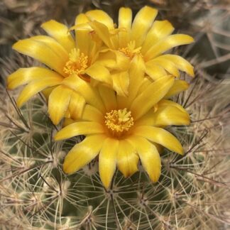 Thelocactus conothelos cactus shown flowering