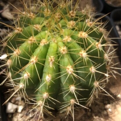 Trichocereus lobivioides cactus shown in pot