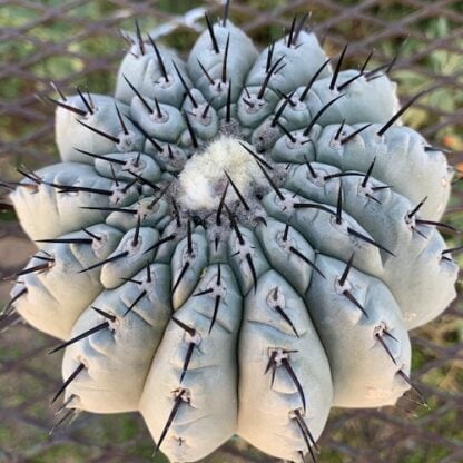 Copiapoa cinerea cactus shown flowering