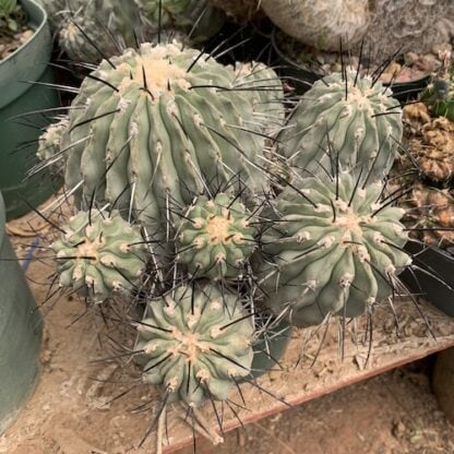 Copiapoa dealbata cactus shown in pot
