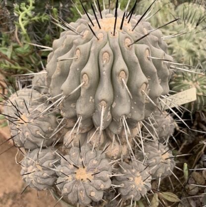Copiapoa dealbata cactus shown flowering