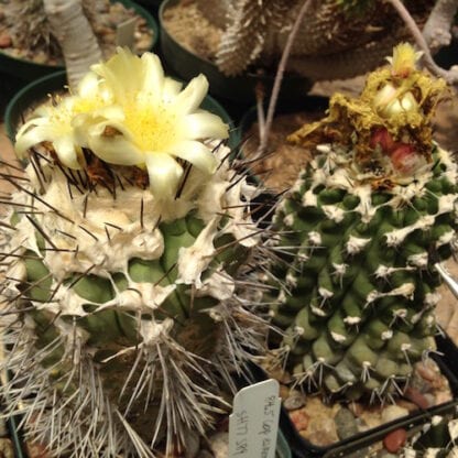 Copiapoa esmeraldana cactus shown flowering