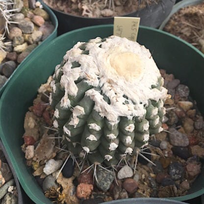 Copiapoa esmeraldana cactus shown in pot