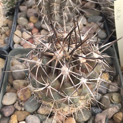 Copiapoa minima cactus shown in pot