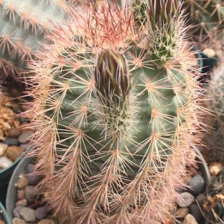 Echinocereus X roetteri cactus shown flowering