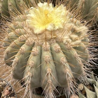 Copiapoa eremophila cactus shown flowering