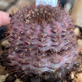 Frailea angelensis nn cactus shown in pot