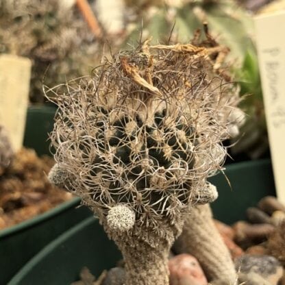Turbinicarpus pseudomacrochele cactus shown in pot