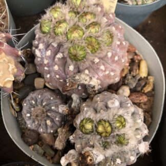 Neoporteria napina cactus shown flowering