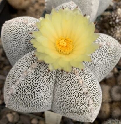 Astrophytum myriostigma cactus shown flowering