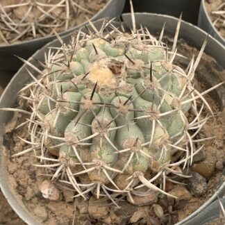 Copiapoa coquimbana 'domeykoensis' cactus shown in pot