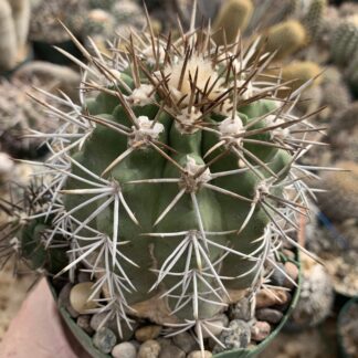 Copiapoa militaris cactus shown in pot