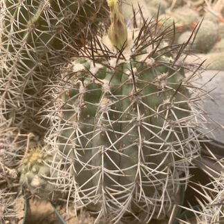 Copiapoa wagenknechtii cactus shown flowering
