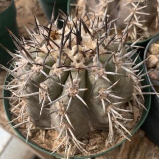 Copiapoa dura cactus shown in pot