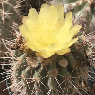 Copiapoa grandiflora cactus shown flowering