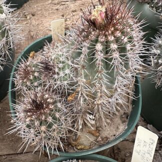 Copiapoa desertorum cactus shown flowering