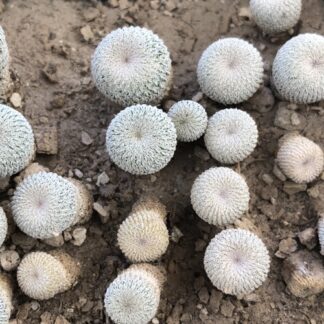 Epithelantha micromeris cactus shown in pot