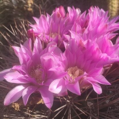 Gymnocalycium horridispinum cactus shown flowering