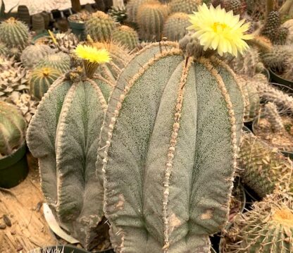 Astrophytum X MYR-OR cactus shown in pot
