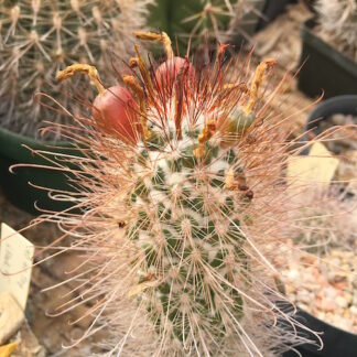 Mammillaria pondii cactus shown flowering