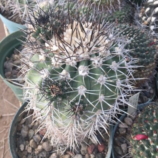 Copiapoa coquimbana 'domeykoensis' cactus shown in pot