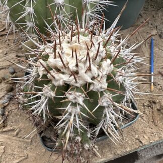 Copiapoa pepiniana cactus shown flowering