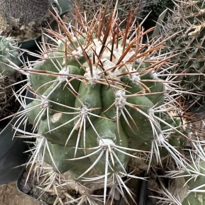 Copiapoa pepiniana cactus shown in pot