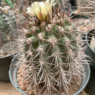 Copiapoa wagenknechtii cactus shown flowering