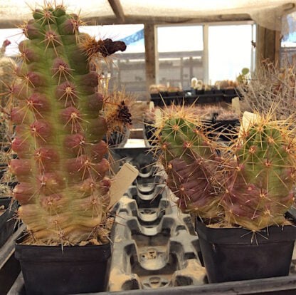 Echinocereus cinerascens cactus shown in pot
