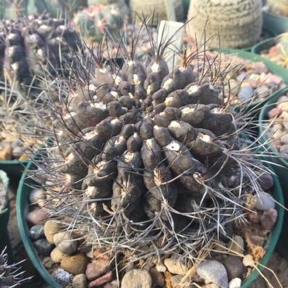 Neoporteria cachytaensis cactus shown in pot