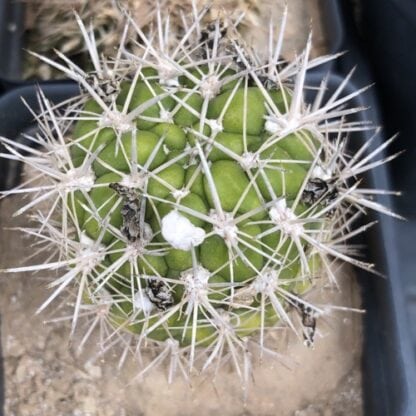 Weingartia lanata cactus shown in pot