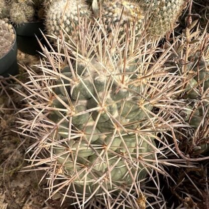 Coryphantha poselgeriana cactus shown in pot