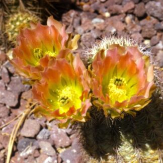 Echinocereus X roetteri cactus shown flowering