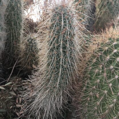 Echinocereus stramineus cactus shown in pot