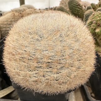 Mammillaria candida cactus shown in pot