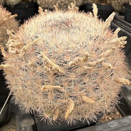Mammillaria candida cactus shown in pot