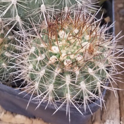 Neoporteria chilensis cactus shown in pot